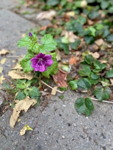 Blume Asphalt